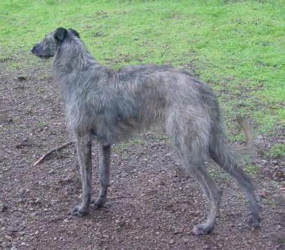 Photo of Bran, a Scottish Deerhound was became infected with heartworms