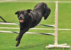 Photo of Brodie taking an agility jump.