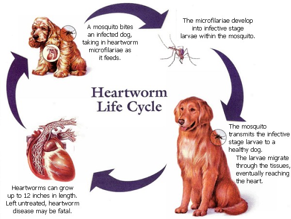 Image of heartworm life cycle