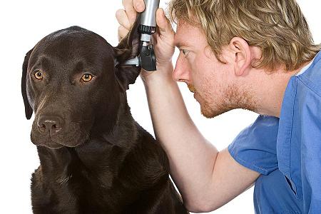 Photo of vet checking dog's ears
