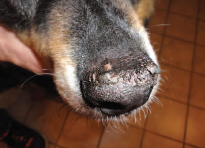 Dogaware Com Articles Noses And Toes Gone Wrong