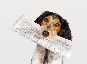 Photo of Dog with Newspaper